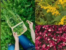 À la découverte des plantes médicinales