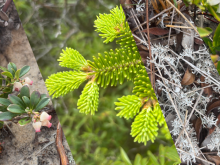 Bioblitz - Carnet de biodiversité madelinienne et randonnée guidée
