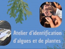 Atelier d'identification d'algues et de plantes