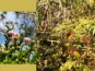 Atelier d'identification des plantes de milieux humides