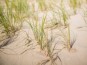 Atelier de plantation de foin de dune