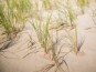 Atelier de plantation de foin de dune