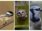 Sortie ornithologique