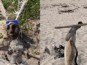 Les gardiens des dunes : Atelier Art-Nature