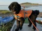 Paddling with Your Dog in the Magdalen Islands (July 26)