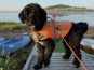 Paddling with Your Dog in the Magdalen Islands (July 12)