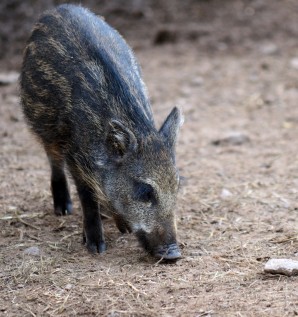 Entre petits marcassins et gros gibiers