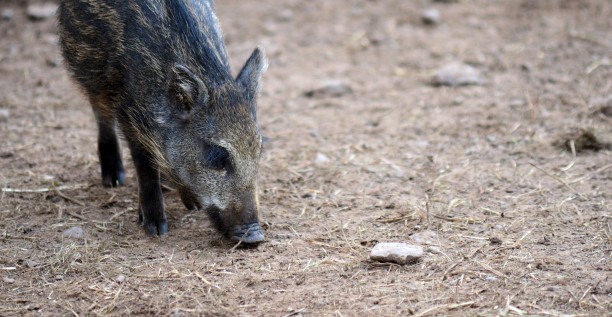 Entre petits marcassins et gros gibiers