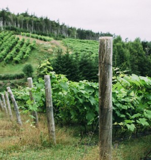 Vineyard