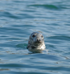 Observation des mammifères marins