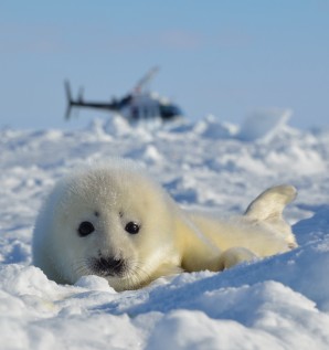 Harp Seal Watching