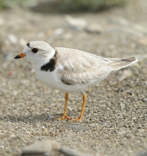 Observer des oiseaux rares