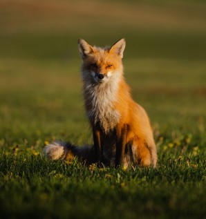 Fauna