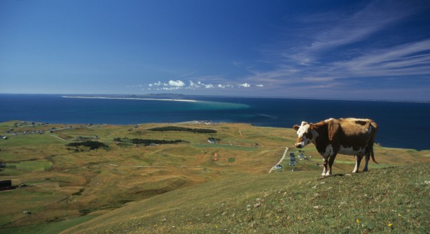 Vache sur la Big Hill - Île d'Entrée