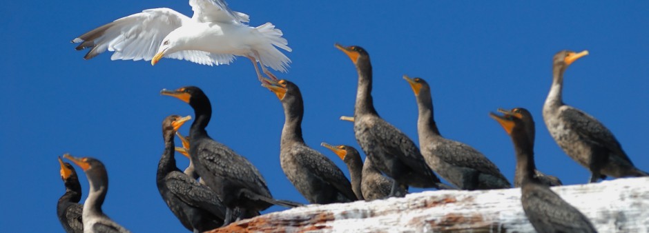 L'observation d'oiseaux en Gaspésie, Blogue