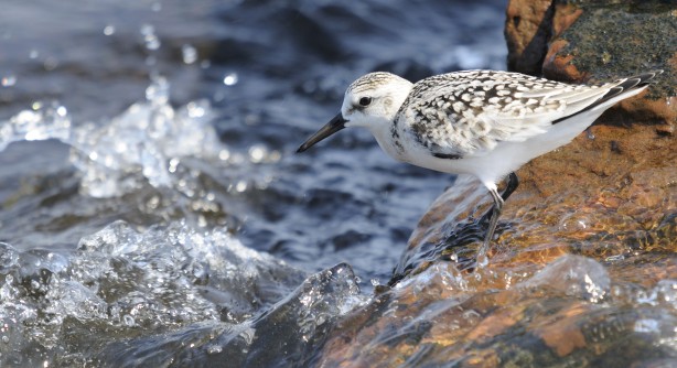 Birdwatching - B. sanderling