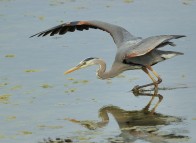 Birdwatching - Great Heron