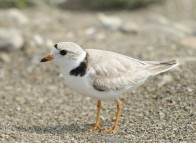 Ornithologie - Pluvier siffleur