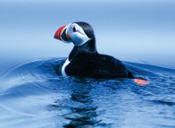 Birdwatching - Puffin