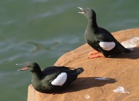 Birdwatching - Îles de la Madeleine