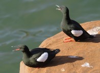 Ornithologie - Îles de la Madeleine