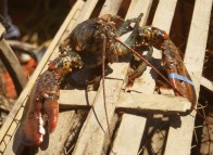 Lobster fishing - Îles de la Madeleine