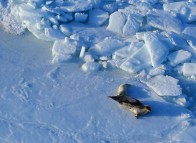 Seals on the ice floes around the Îles de la Madeleine