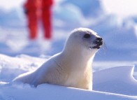 Seal watching on the Îles de la Madeleine