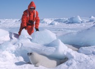 Seal observation - Îles de la Madeleine