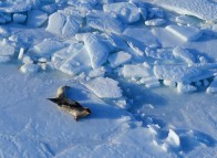 Phoques sur la banquise aux Îles de la Madeleine