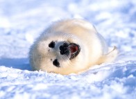 Seal pup - Îles de la Madeleine