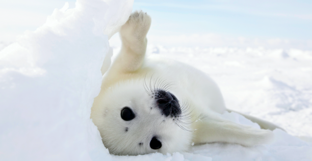 Îles de la madeleine, baby seal harp, winter, ice, snow