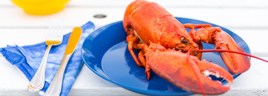 Homard aux Îles de la Madeleine