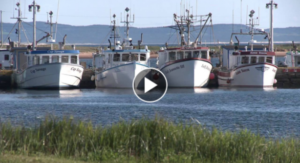 Vidéo Le Homard des Îles