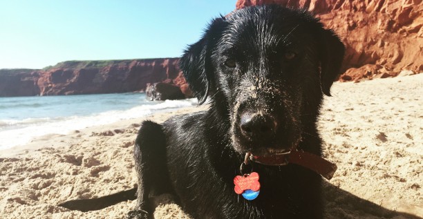 Îles de la Madeleine, chien 