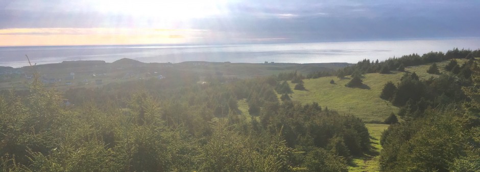 Îles de la Madeleine, Forest, trees, sun