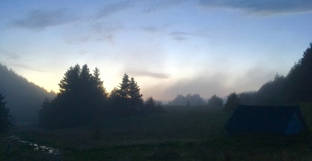 Îles de la Madeleine, forêt, conifères, brume 