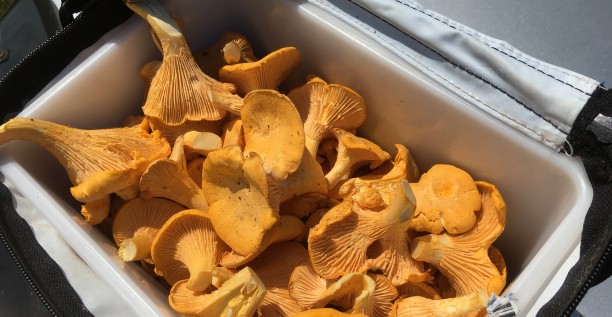 Îles de la Madeleine, picking, chanterelles 