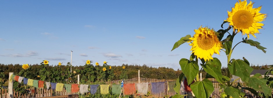 Îles de la Madeleine, sunflower, garden 