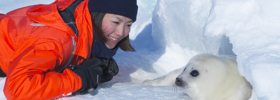 Harp Seal Watching in the Îles de la Madeleine