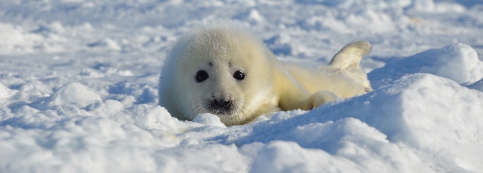 Îles de la Madeleine, harp seal observation, ice, winter