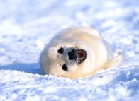 Îles de la Madeleine, winter, harp seal