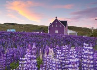 Îles de la Madeleine Flora