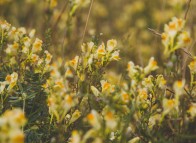 Îles de la Madeleine Flora