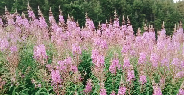 Wildflowers in The Maggies