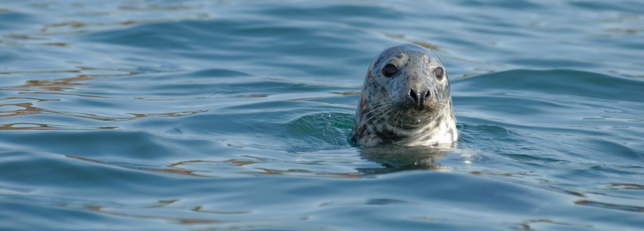 Marine wildlife observation 