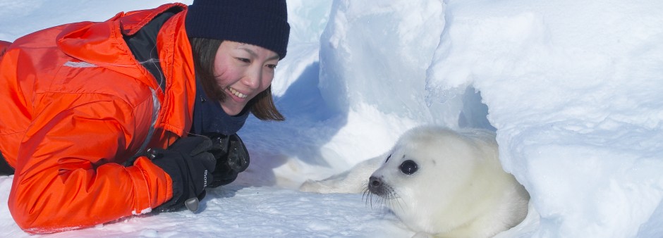 Harp seal observation best trip 2020 National Geographic