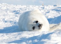 Harp seal watching - Magdalen Islands 