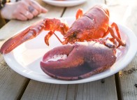 Lobster - Magdalen Islands 