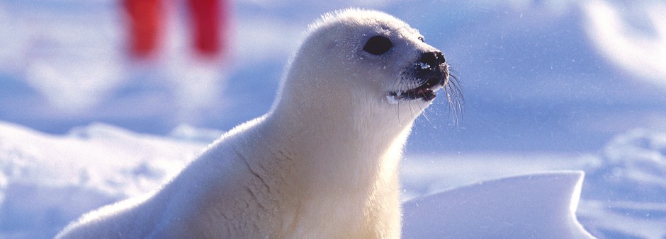 Harp seal watching Îles de la Madeleine 